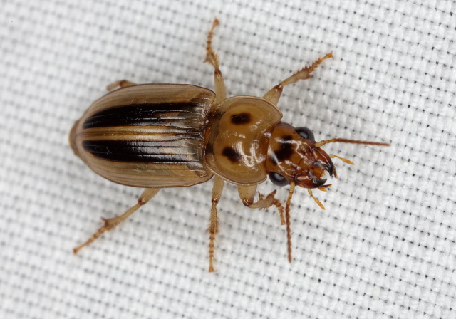 Stenolophus lineola Carabidae