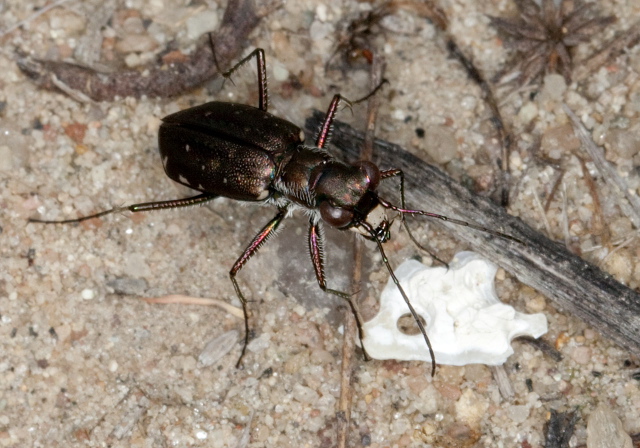 Cicindela punctulata Carabidae