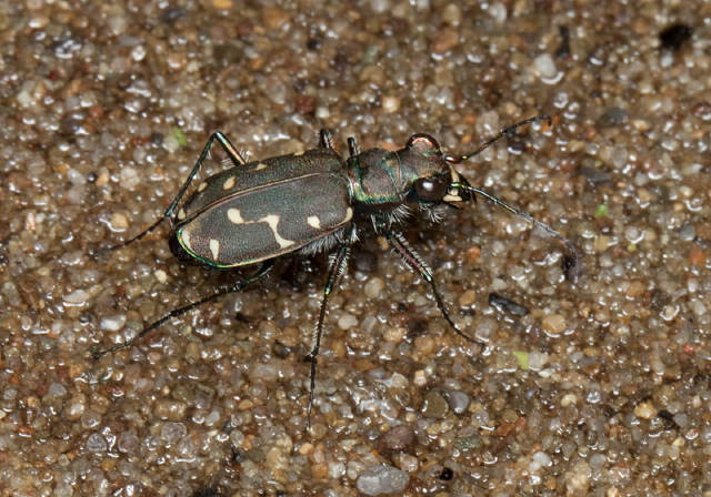 Cicindela duodecimguttata Carabidae