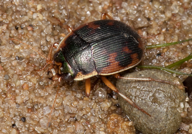 Omophron americanum Carabidae