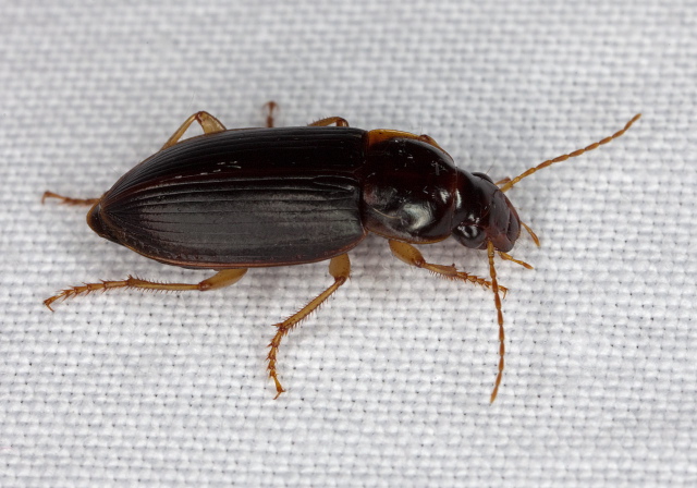 Notiobia terminata Carabidae