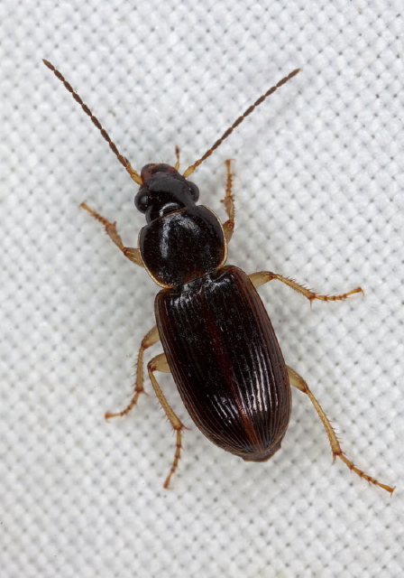 Stenolophus ochropezus Carabidae