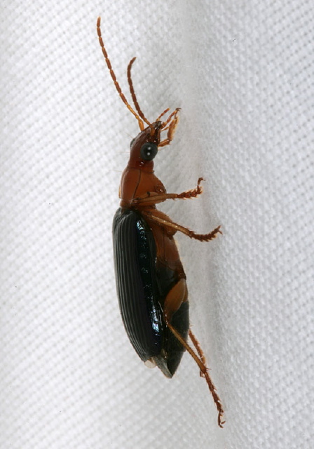 Lebia atriventris Carabidae