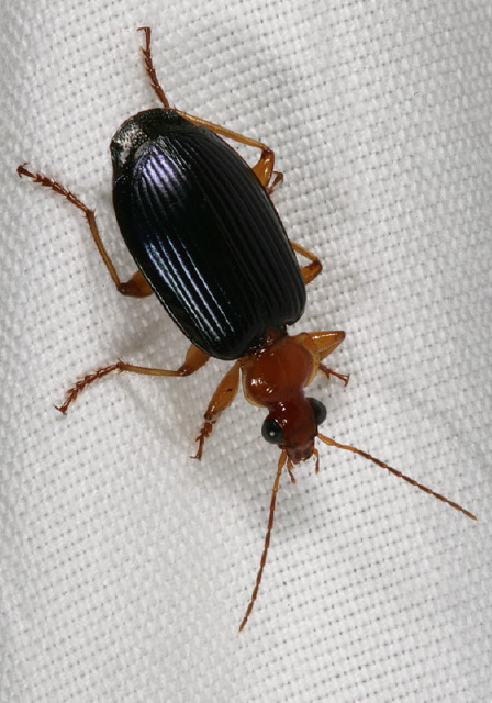 Lebia atriventris Carabidae