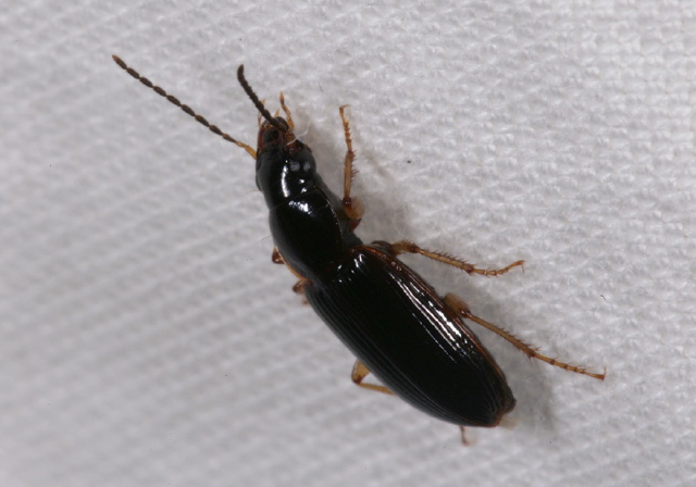 Stenolophus ochropezus Carabidae