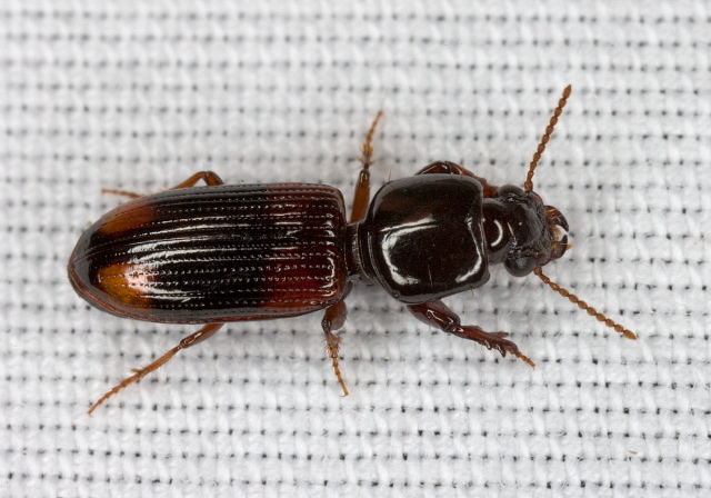 Clivina bipustulata Carabidae