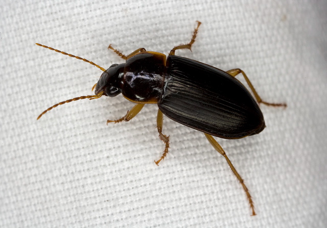 Notiobia terminata Carabidae