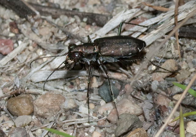 Cicindela punctulata Carabidae