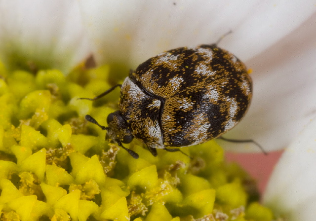 Anthrenus verbasci Dermestidae