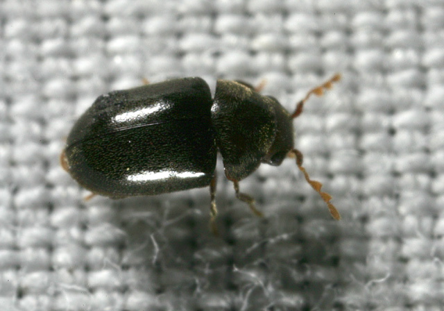   Anobiidae