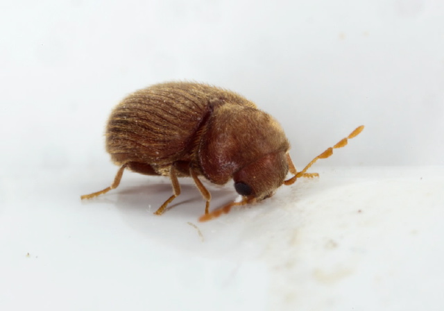 Stegobium paniceum Anobiidae