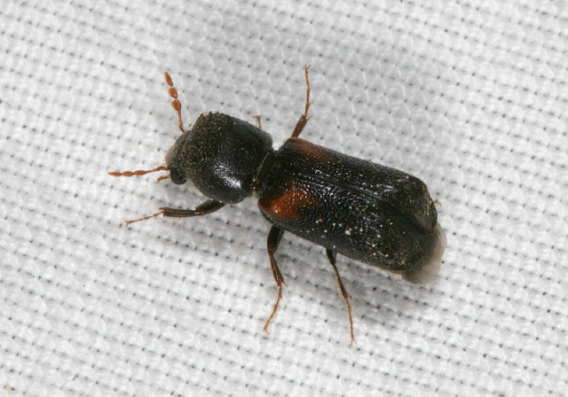 Xylobiops basilaris Bostrichidae