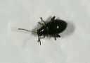 flea_beetle4107