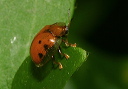 golden_tortoise_beetle005