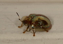 golden_tortoise_beetle732