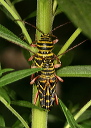 locust_borer_beetle076