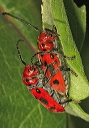 tetraopes_img_0647