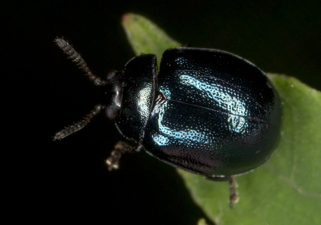 Plagiodera versicolora Chrysomelidae