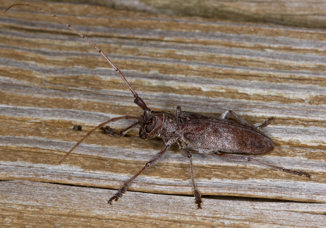 Goes pulverulentis Cerambycidae