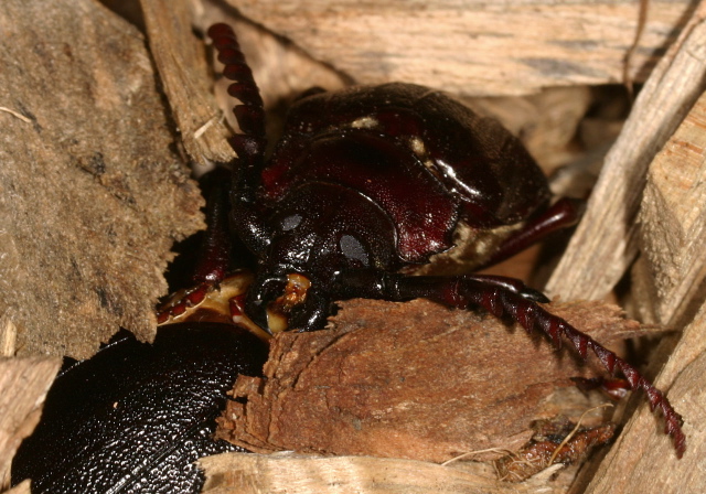 Prionus laticollis? Cerambycidae