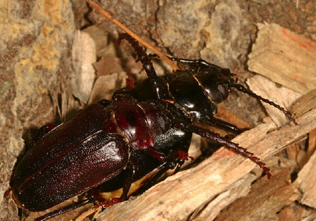 Prionus laticollis? Cerambycidae