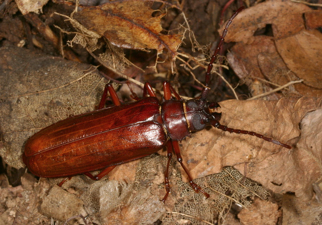 Orthosoma brunneum Cerambycidae