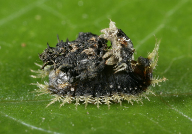 Charidotella sexpunctata Chrysomelidae