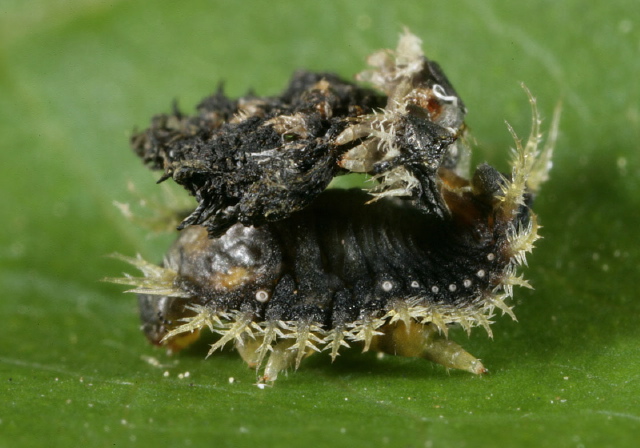 Charidotella sexpunctata Chrysomelidae