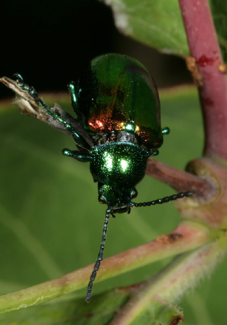 Chrysochus auratus Chrysomelidae