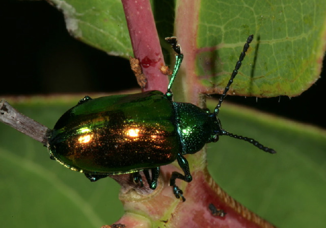 Chrysochus auratus Chrysomelidae