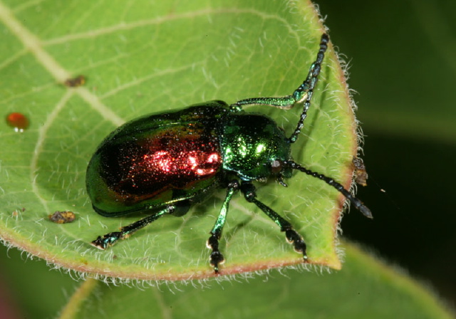 Chrysochus auratus Chrysomelidae