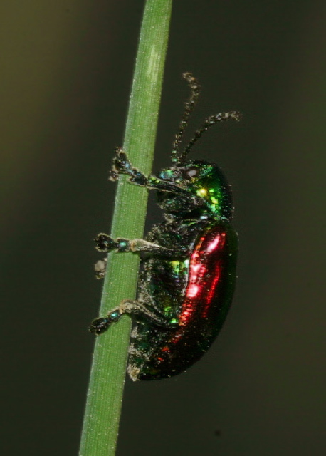 Chrysochus auratus Chrysomelidae