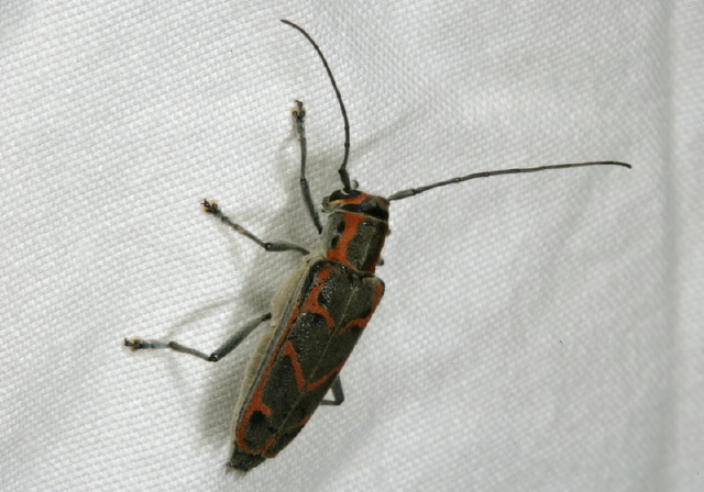 Saperda tridentata Cerambycidae