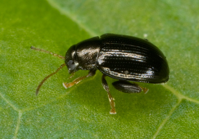 Chaetocnema confinis Chrysomelidae