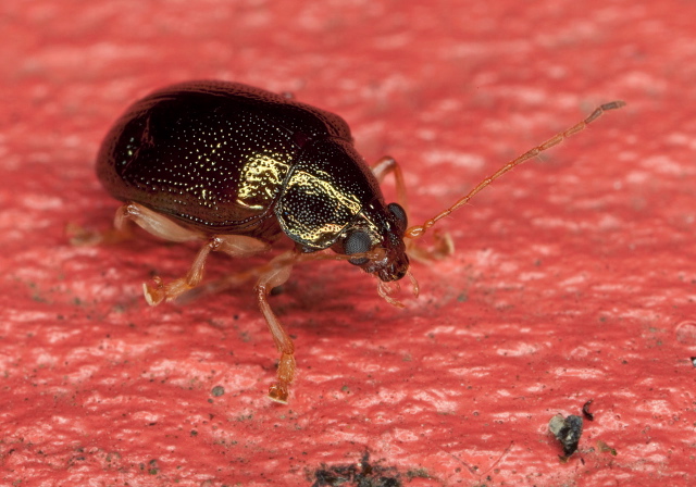 Rhabdopterus sp. Chrysomelidae