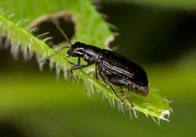 Systena hudsonias Chrysomelidae