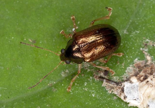 Rhabdopterus praetexus? Chrysomelidae