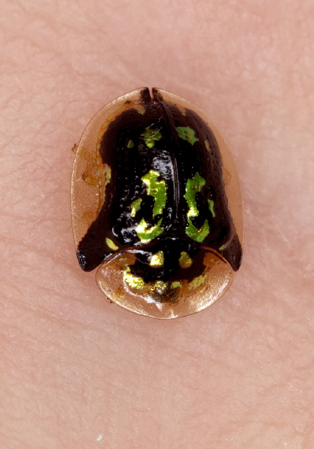 Deloyala guttata Chrysomelidae