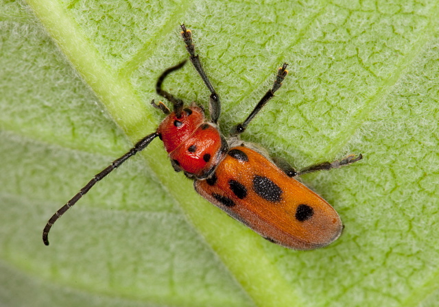 Tetraopes tetrophthalmus Cerambycidae