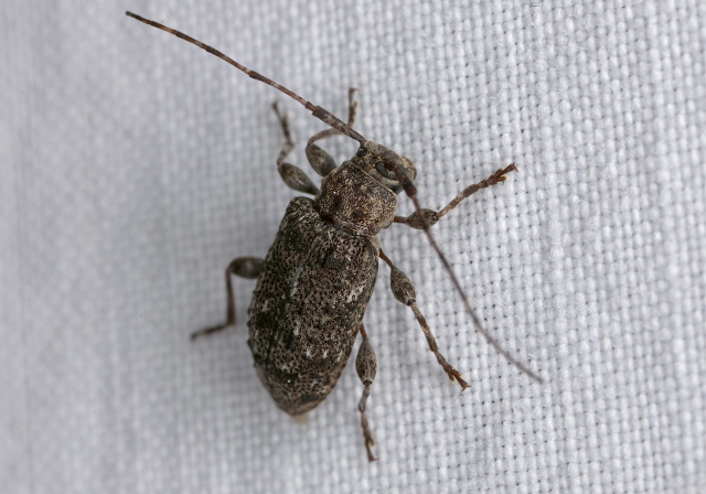 Astylopsis sexguttata Cerambycidae