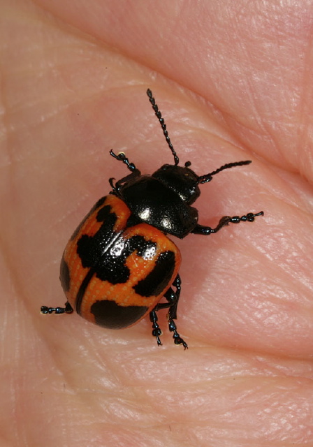 Labidomera clivicollis Chrysomelidae