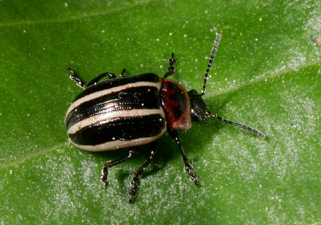 Calligrapha californica Chrysomelidae