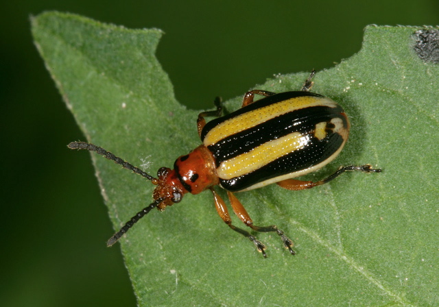 Lema daturaphila Chrysomelidae