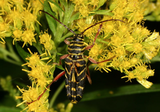 Megacyllene robiniae Cerambycidae