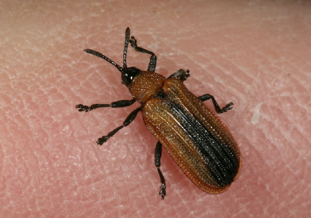 Odontota dorsalis Chrysomelidae