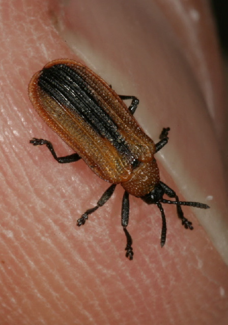 Odontota dorsalis Chrysomelidae