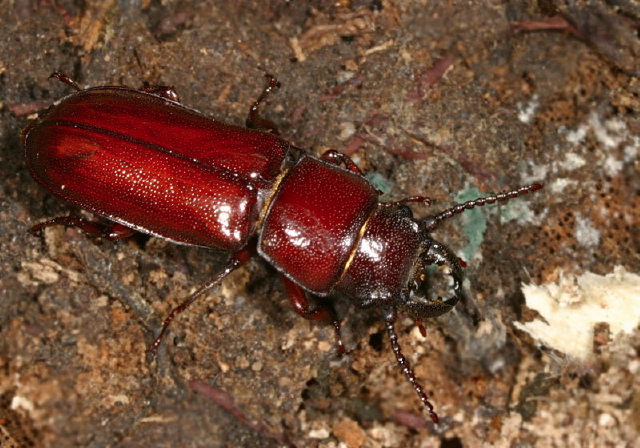 Neandra brunnea Cerambycidae