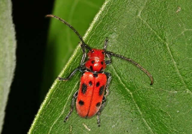 Tetraopes tetrophthalmus Cerambycidae
