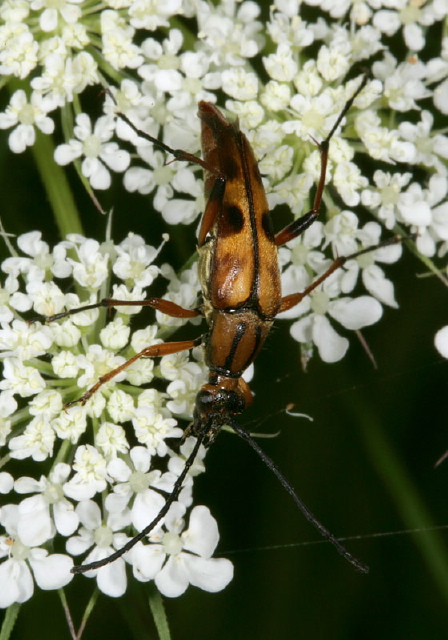 Strangalia famelica Cerambycidae