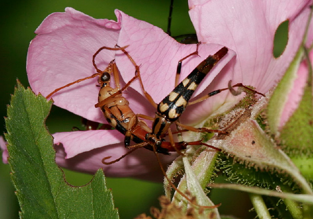 Strangalia luteicornis Cerambycidae